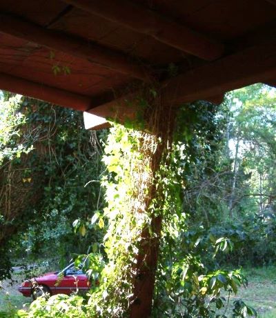 Back porch support stanchion Covered in Ivy. 
Picture taken after we moved in 2015. Logs for log cabin ceiling and stanchions build were hand-hewed. 