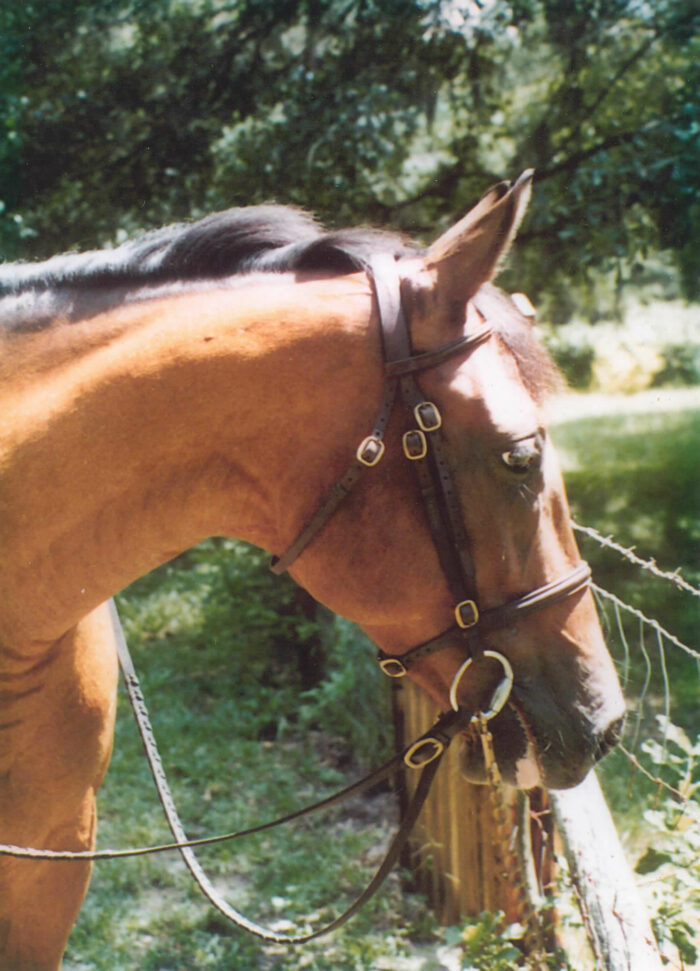 My American Warmblood horse - Glenord's Rocket Dancer aka Rocki as a 3-year-old Glenord's Rocket Dancer aka Rocki