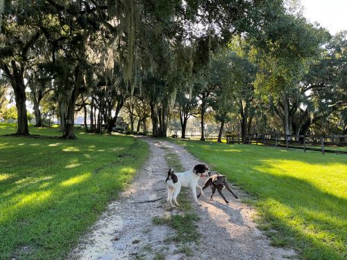 Dogs playing in the road going up to the barn at Everglade Equestrian Center.