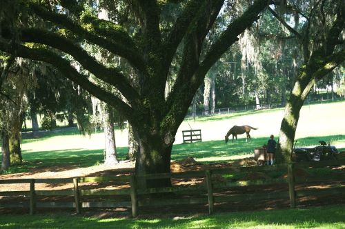 A horse out in the pasture at Everglade Equestrian Center.