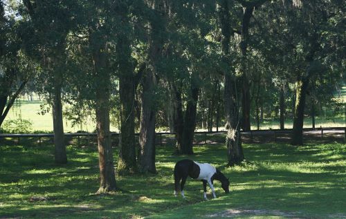 Pasture at Everglade Equestrian Center with a pinto in it.