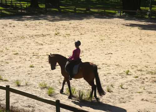 Kathy Daly of KDEquine Training, on one of the horses she has in training at Everglade Equestrian Center.