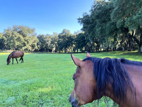 A horse looking out in the pasture at Everglade Equestrian Center.