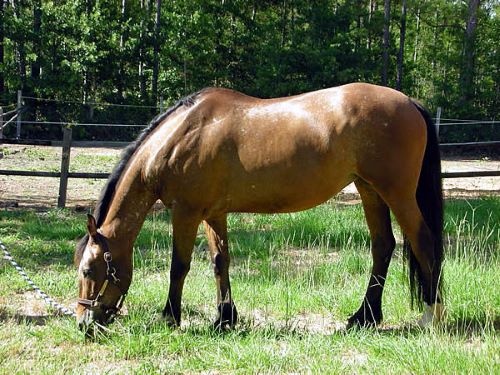 Rocki in the summer and before all of the spots came in.