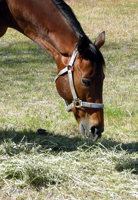 Panimetro aka Metro eating hay when he first got to the Dunn's place. I fell in love with him.