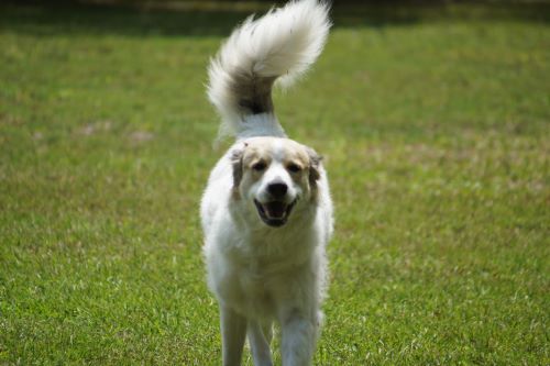 My dog, Emma. Anatolian Pyrenees. Got her a year after my mare, Rocki, died. Went from a big horse to a big dog, lol.