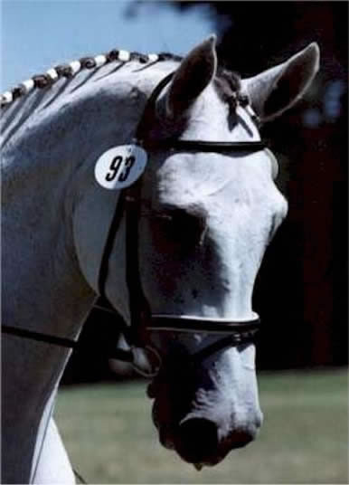 J. R. Khan before I got him. His owner had ridden him Second Level in a show.