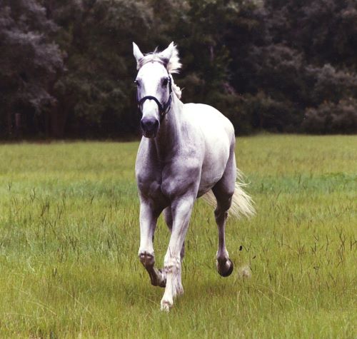 Junior Khan at my farriers field. Look at that trot!