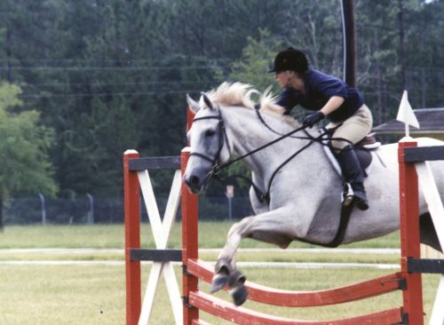 J.R. Khan at a Jacksonville Hunter-Jumper horse show. He is being ridden by a teenager (Nashae) who catch rides horses. She is great. He got a 3rd place even though he had never jumped in a show before.