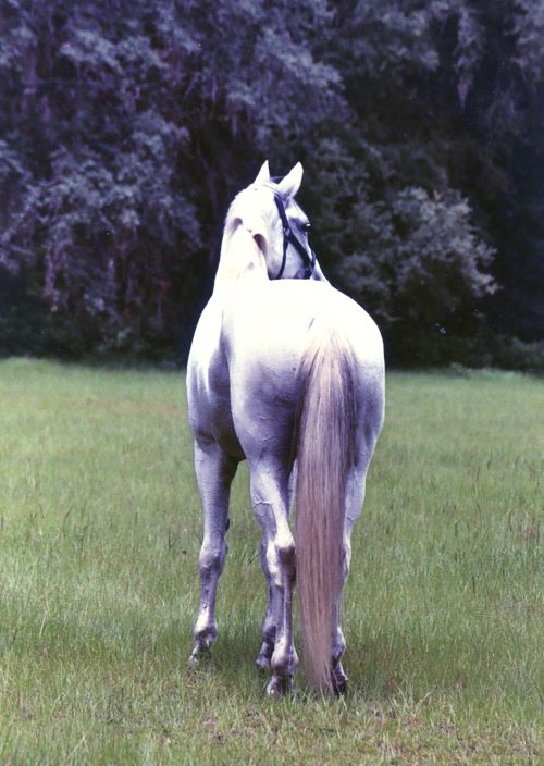 J. R. Khan at my farrier's field.