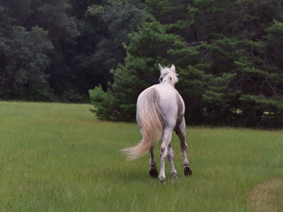 J. R. Khan at my farriers field.