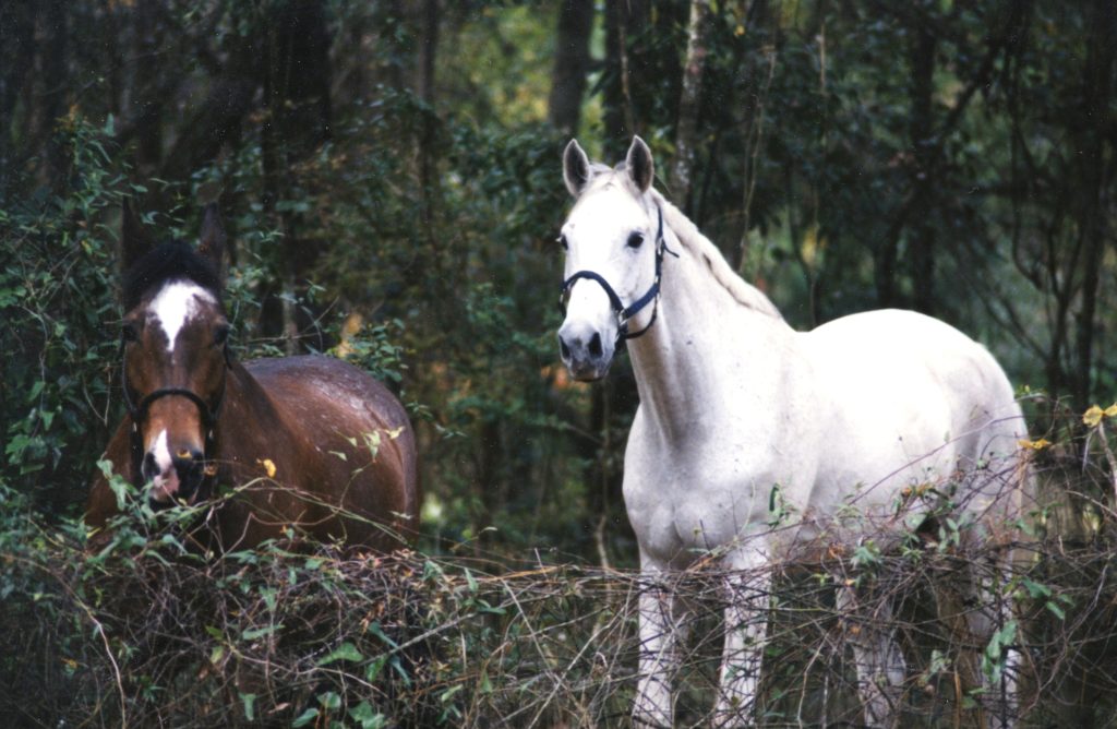 Rocki and Khan at my place in Jacksonville, FL