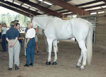 Linda Tellington-Jones teaching a 3-day workshop on TTouch training. My 18hh horse, Khan, is quietly standing next to her.  