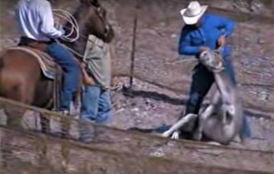 Photo from NBC News video shows BLM contractor abusing a burro during BLM managed roundup.