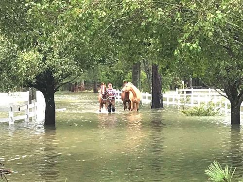A Lumberton, NC resident frees horses during a flood situation.