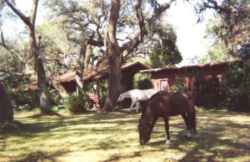 Rocki and Khan eating grass in front of my log cabin, board/batten house my father built using our pine trees in Jacksonville, FL