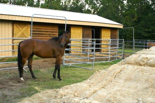 Metro looking at the new sand brought in for his paddock attached to the barn.