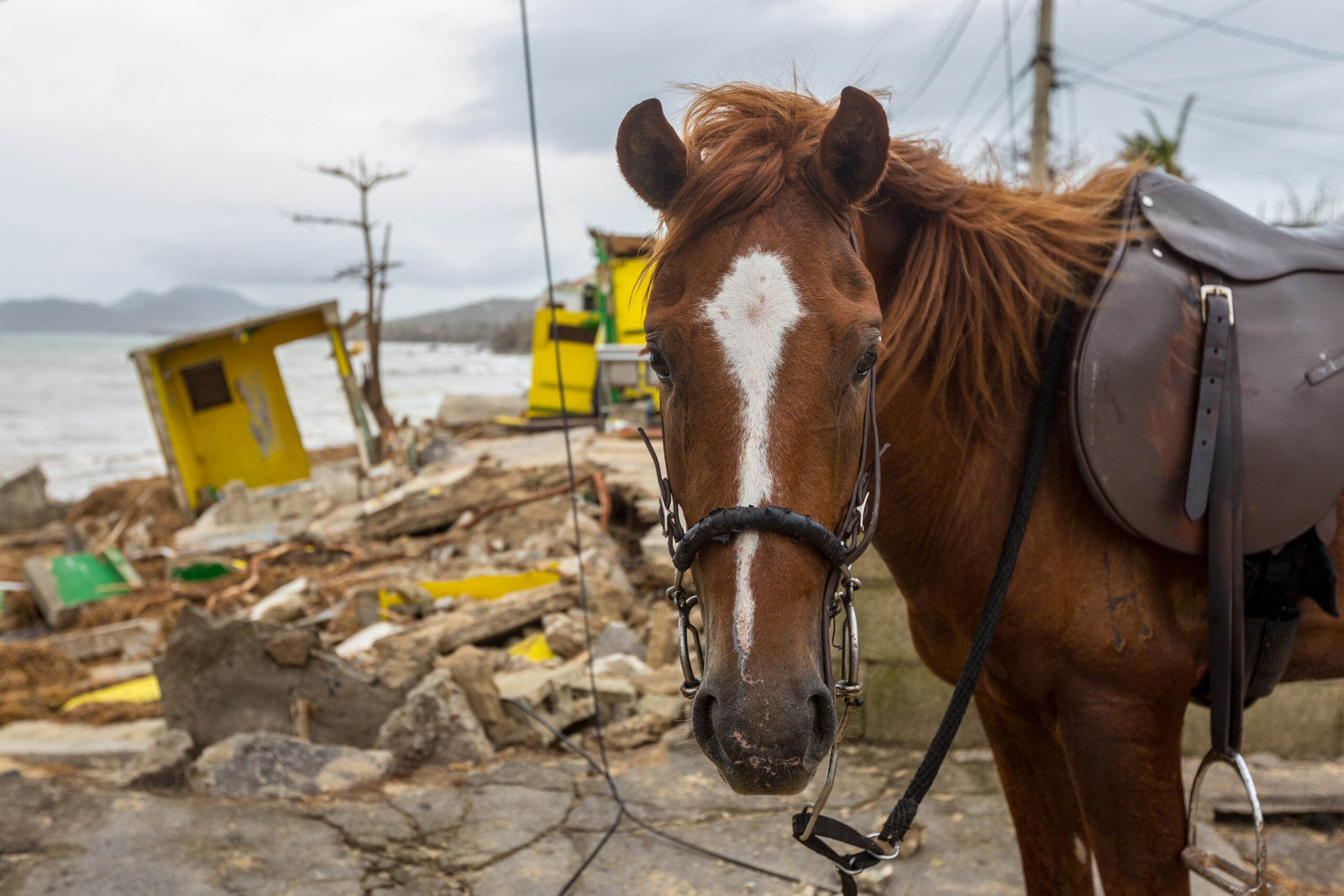 Disaster Response for Horse Owners: A Comprehensive Guide