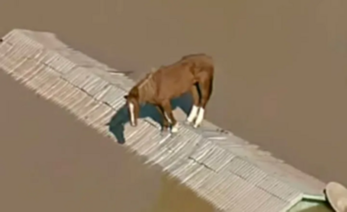 Caramelo the Rooftop Horse: A Story of Survival, Rescue, and Hope in Brazil’s Floods