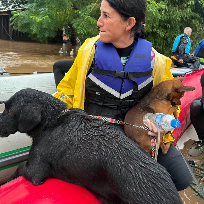 Caramelo the Rooftop Horse: A Story of Survival, Rescue, and Hope in Brazil’s FloodsDOGS RESCUED IN BRAZIL FLOODdeisefalciOrganizations like the Animal Disaster Response Group and dedicated individuals like Deise Falci and Márcio have been instrumental in saving countless lives.