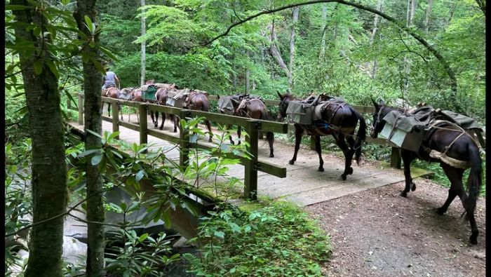 Horses and Mules Were the Unsung Heroes During Hurricane Helene RecoveryPACK MULES HIRRICANE HELENE
